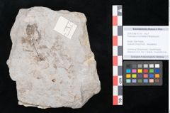 Foto (Objekt + Etikett) von Podocarpus hochstetteri Ettingshausen (NHMW-GEO-2024-0188-10116)